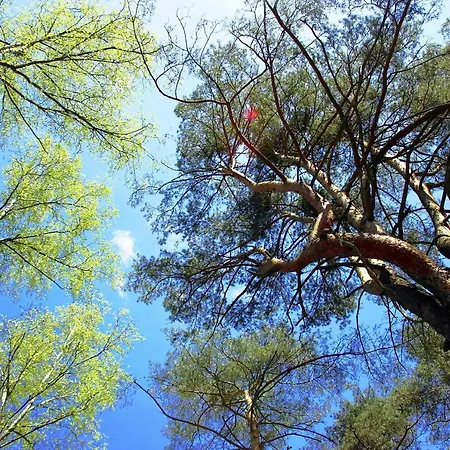 W Wildze Prázdninový dům Skurcza